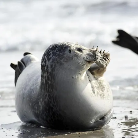 Haus Hohe Geest Hg23 Apartment *